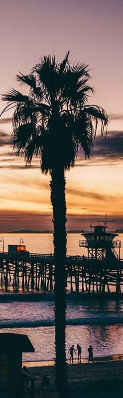 oc-tall-tree orange county palm tree